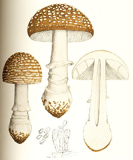 Amanita pantherina
