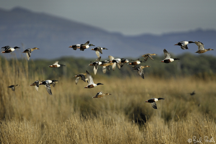 No som ca�ador per...