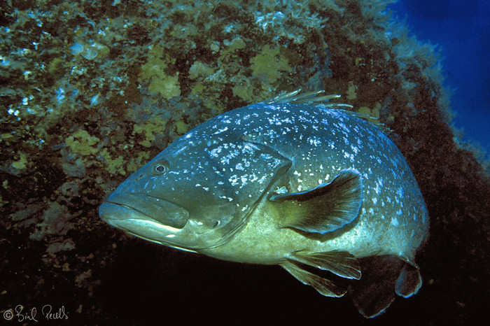 Quants anfosos menys avui?