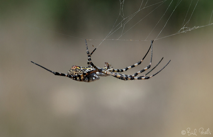 Dia Mundial de la Diversitat Biol�gica.