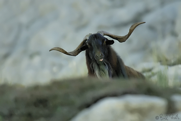 Ca�a major a Formentor... inadmissible !