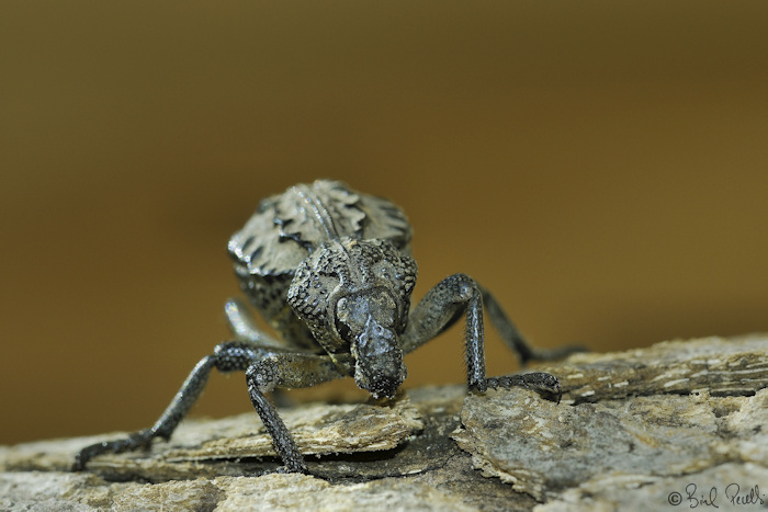 L'Escarabat Bonyarrut