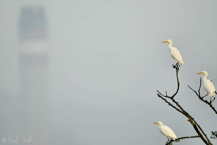 Dia Mundial de les Zones Humides 2010