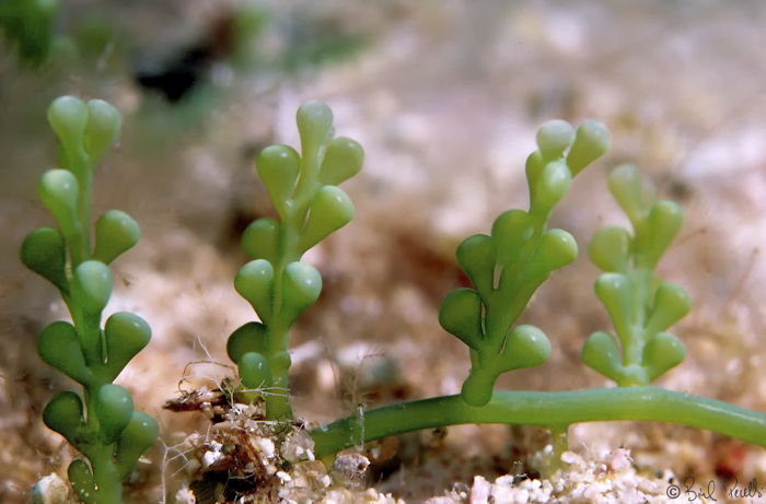 Caulerpa racemosa