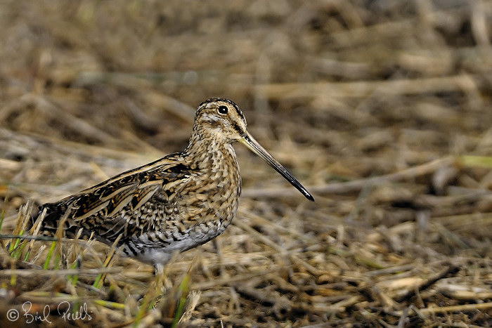 Falten refugis de fauna!