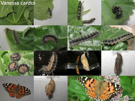 Cicle vital de Cynthia cardui