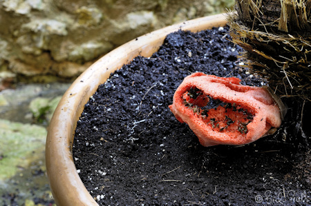 Clathrus al cossiol