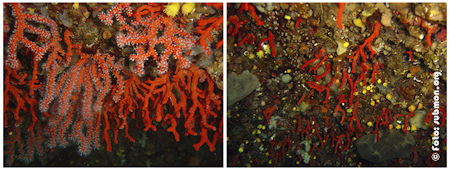 Efectes de la sobrepesca - Submon