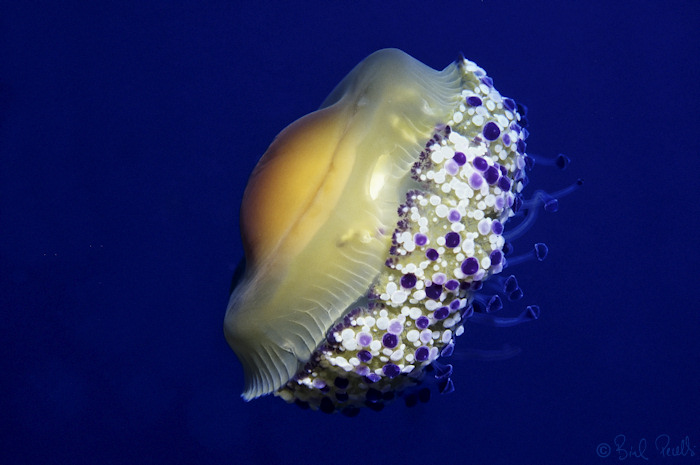 Canvi clim�tic... m�s vorms