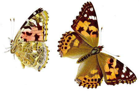 Cynthia cardui - Papallona dels cards