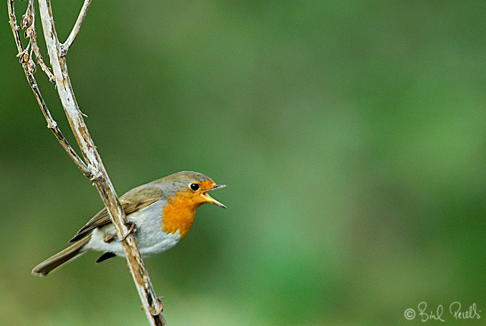 El nou atles dels aucells