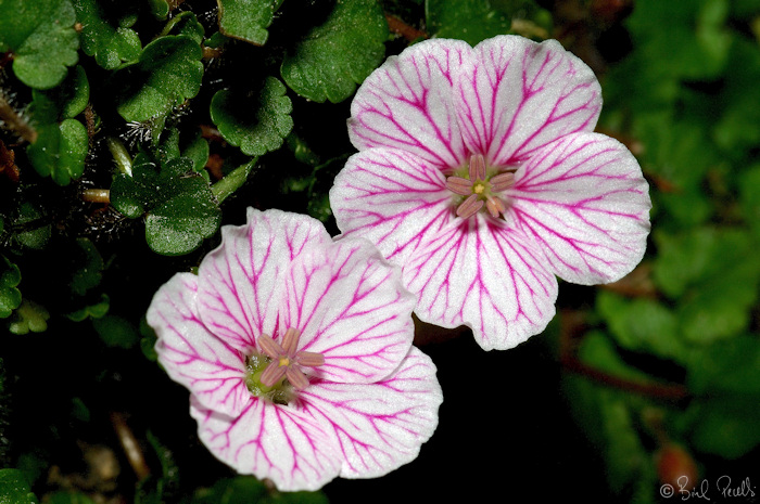 Erodium reichardii, endemisme de penyals