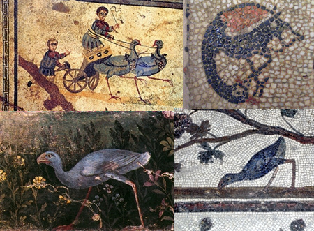 Gall Faver - Historia