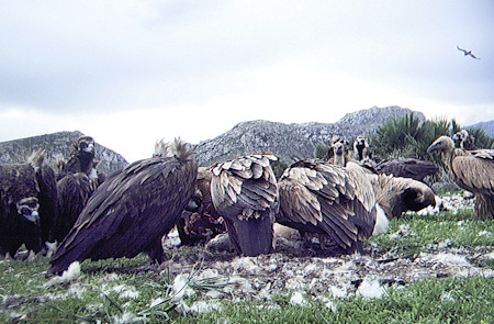 Voltors a menjadora 1