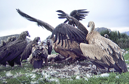 Voltors a menjadora 2