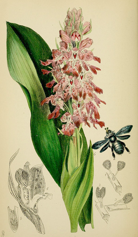 Himantoglossum robertianum - John Traherne Moggridge (1842-1874)