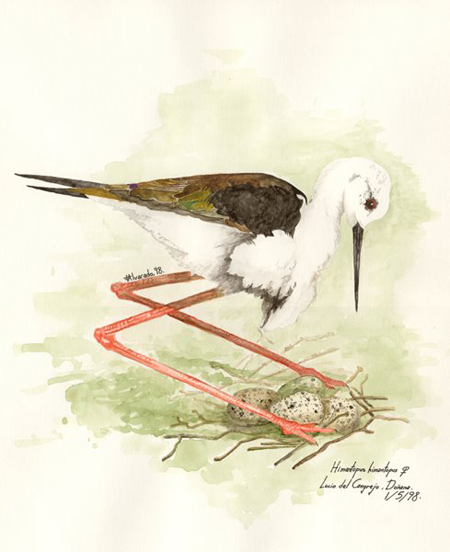 Himantopus himantopus - Fran Alvarado