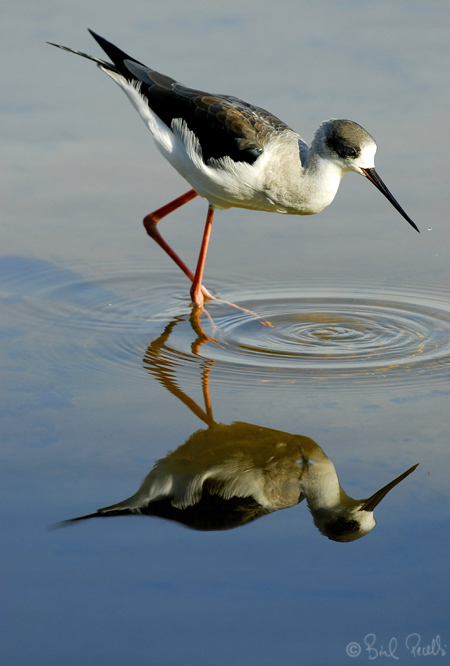 El Cegall de moss�n Guillem (L'Avisador)