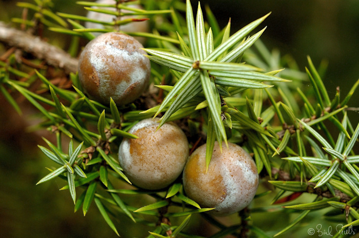 Ginebr� de fruit gros