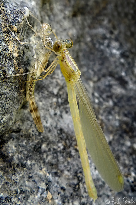 Metamorfosi. Lestes viridis
