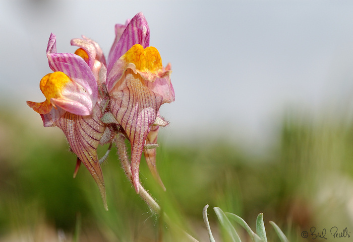 Dues publicacions de luxe