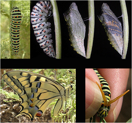 Metamorfosi Papilio machaon