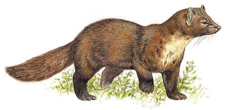 Martes martes - Dibuix de Juan Varela/a