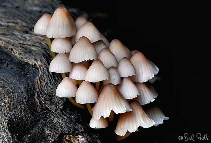 Bon temps pels bolets?