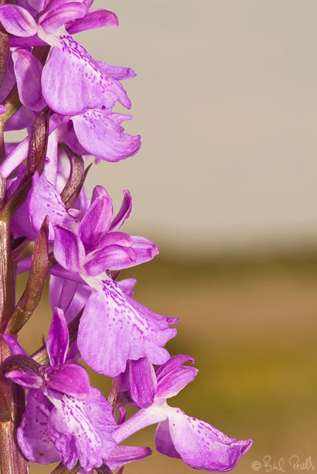 Aires de protecci� per Son Bosc