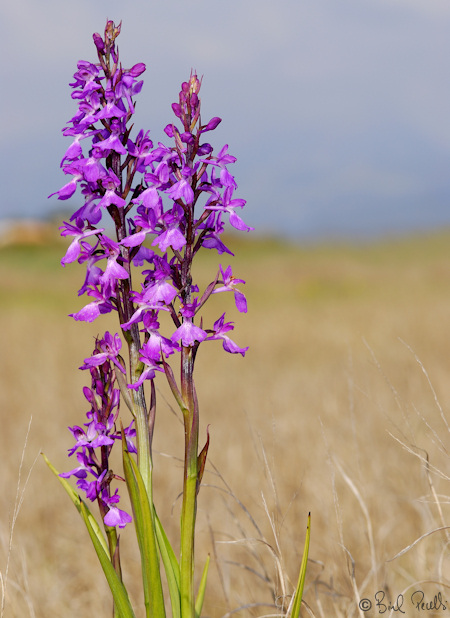 Naixeran les orqu�dies a Son Bosc ?