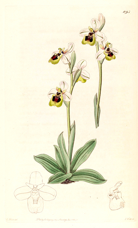 Ophrys tenthredinifera - Mosques vermelles
