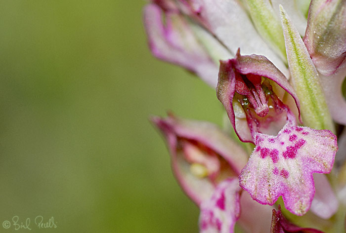Son Bosc, parc natural ja !