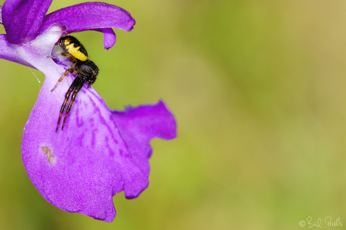 La diversitat biol�gica de Son Bosc