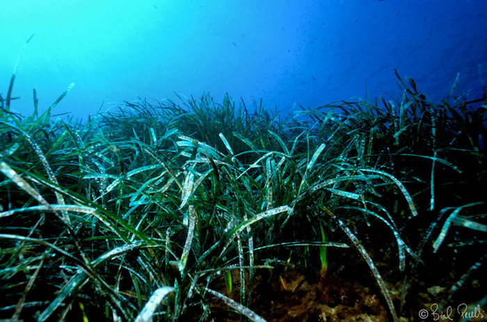 Posid�nia en perill !