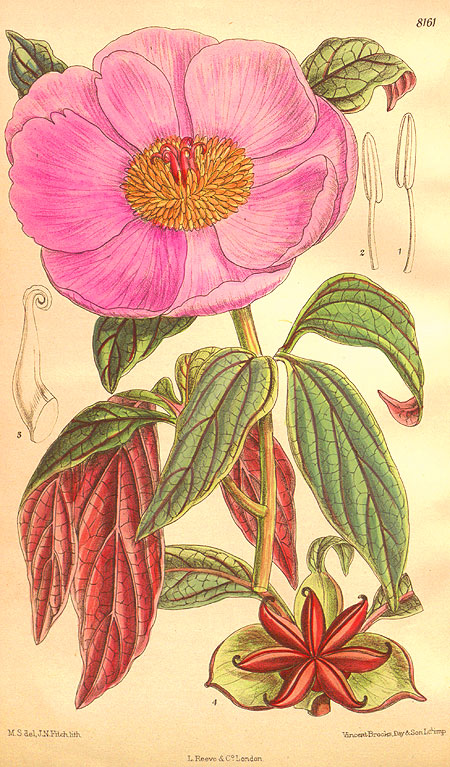 Paeonia cambessedesiii