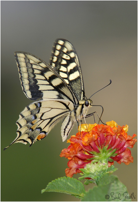 Papilio machaon biginerata. � Biel Perell�