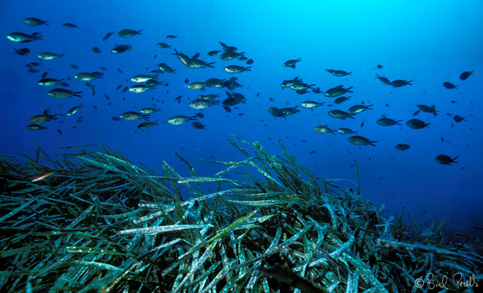 Avui, dia mundial dels Mars i Oceans, per�...