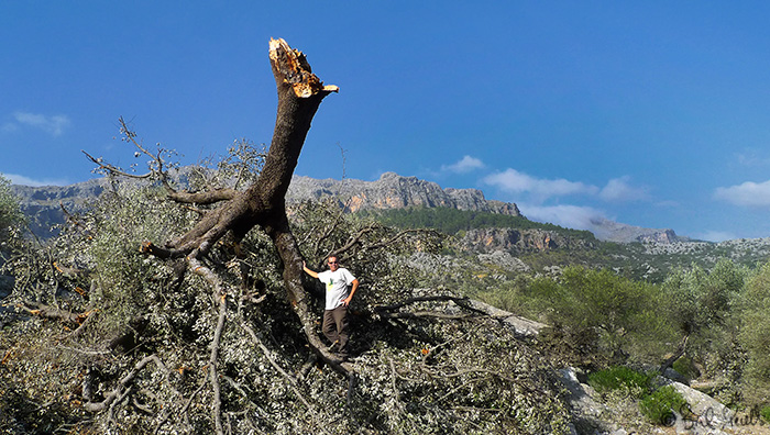 Cap de fibl� a Son Colom