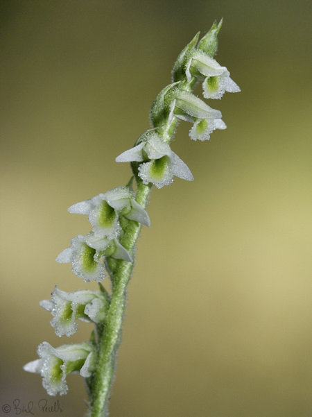 L'Orqu�dia de tardor
