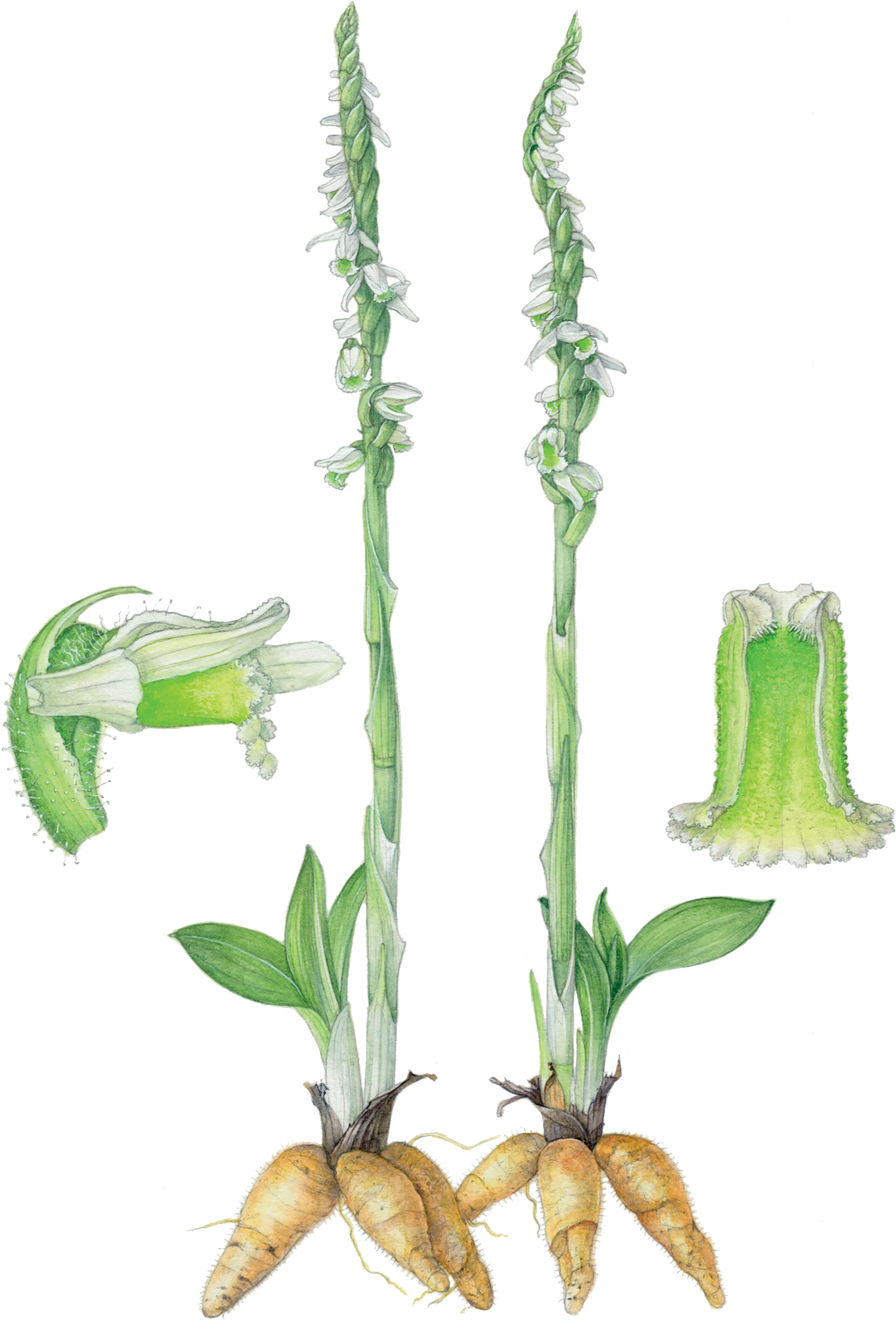 Spiranthes spiralis