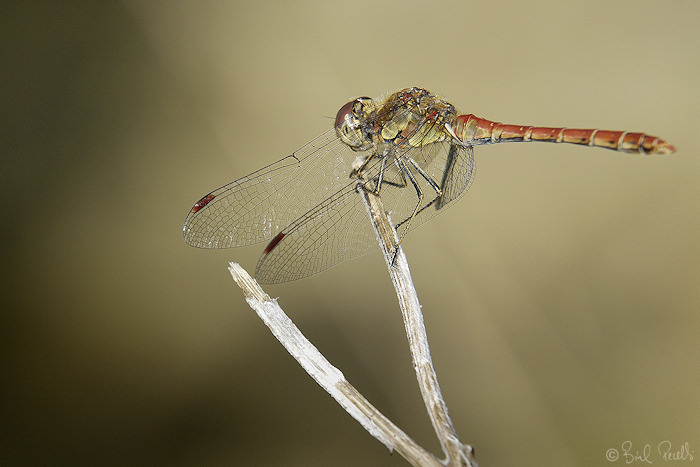 Ales i ulls. Sympetrum striolatum