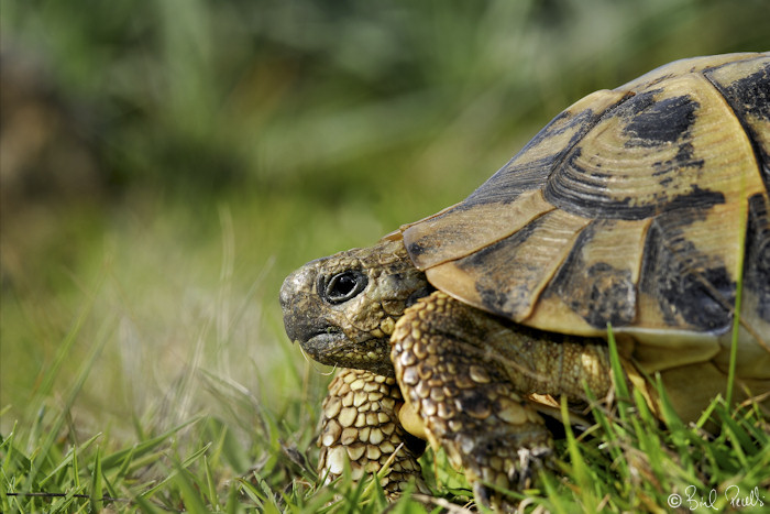 La Tortuga Mediterr�nia