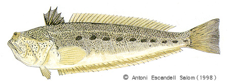 Trachinus araneus - � Antoni Escandell
