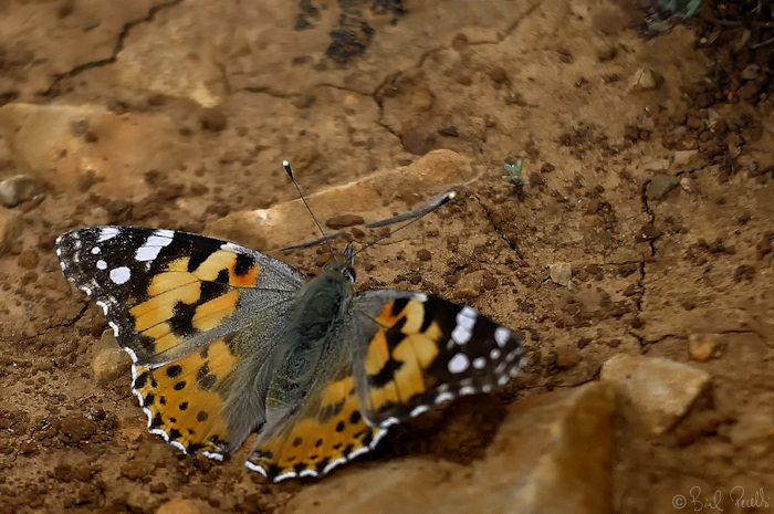 Papallona dels cards