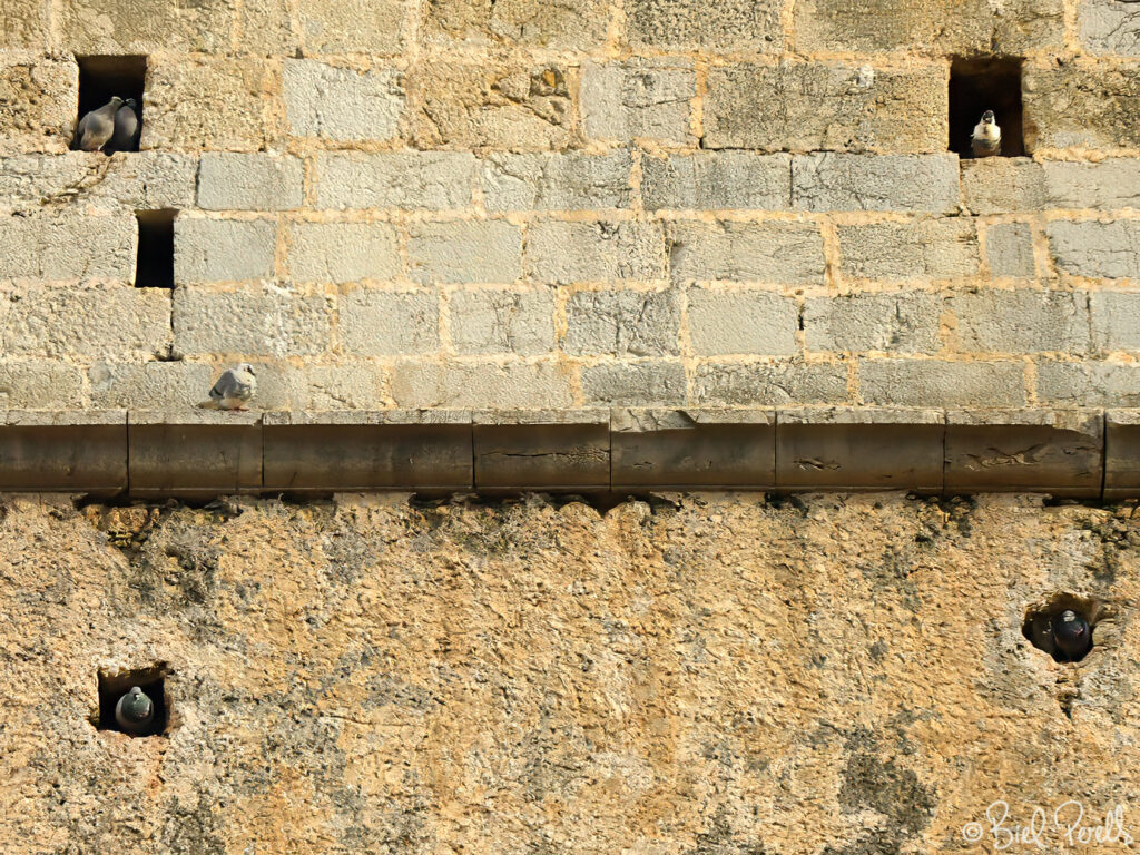 Coloms domèstics al campanar de l'Església de Monti-Sion. Pollença. Març, 2026.