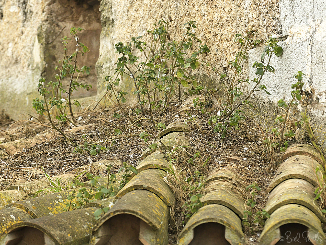 Excrements de coloms domèstics a una teulada de Monti-Sion, Pollença