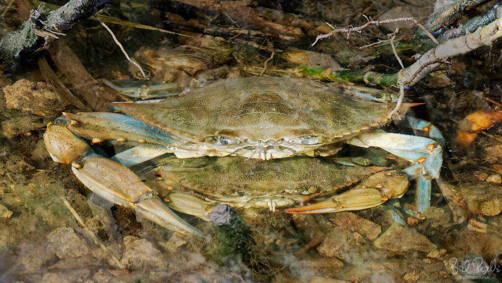 Còpula de Cranc blau (Callinectes sapidus) a s'Albufera. Octubre 2025.