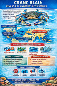 Cranc blau: invasor als nostres ecosistemes. Infografia