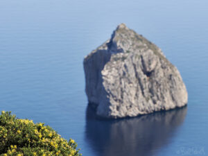 Hypericum_balearicum_el_colomer ©bielperello.com