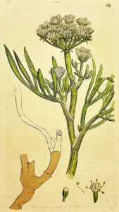Crithmum maritimum. James Sowerby